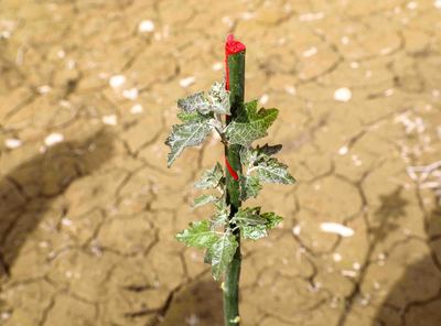 二师铁门关市 以“绿”为笔，绘就“绿富美”新画卷——鸿慧科技的绿色实践